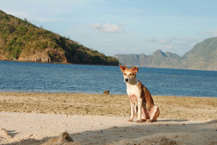 The dog who stands guard over CYC Beach